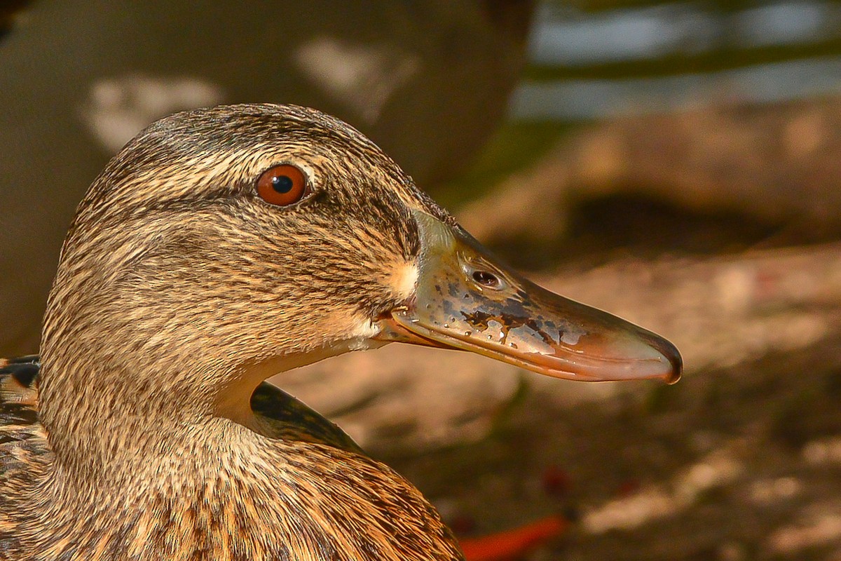 Mallard (Domestic type) - Peter Kemp