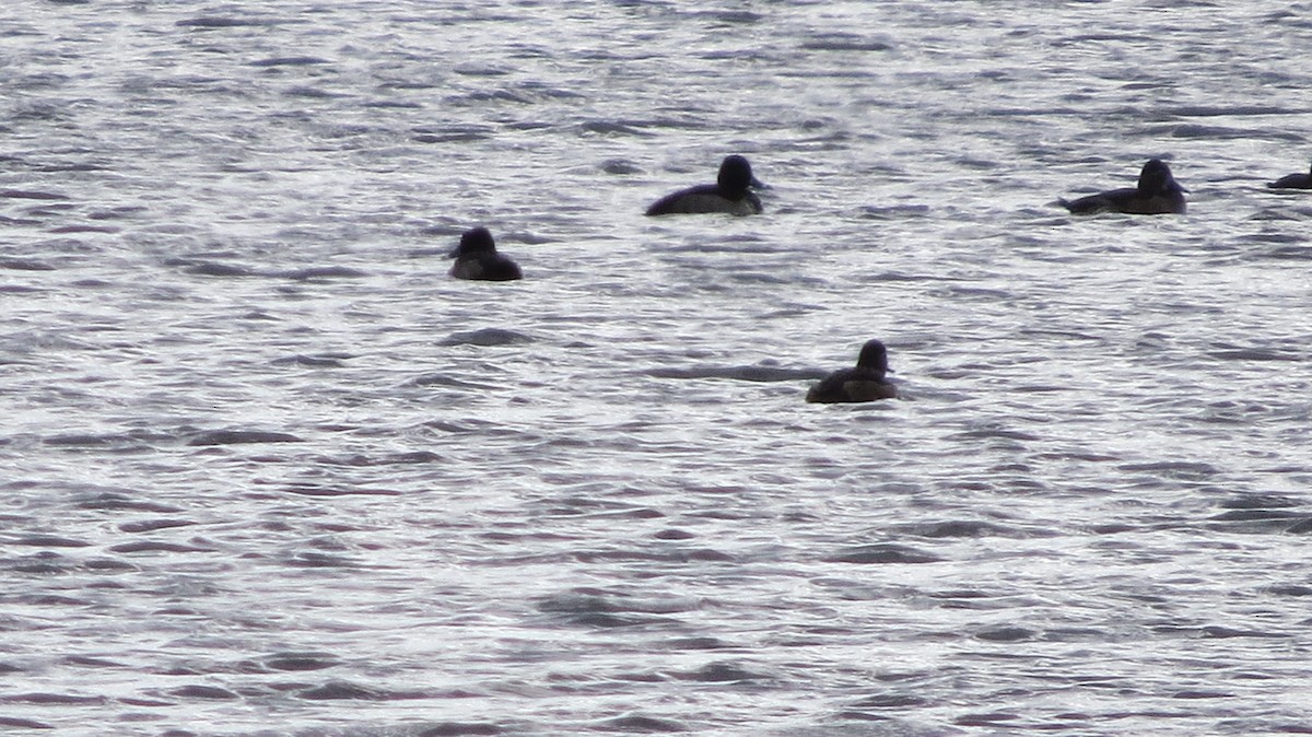 Ring-necked Duck - James Hirtle