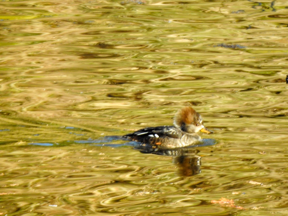 Hooded Merganser - ML281152251