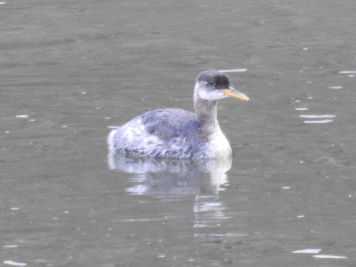 Red-necked Grebe - Erik Bergman