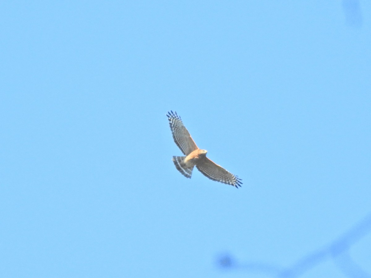 Red-shouldered Hawk - ML281152341