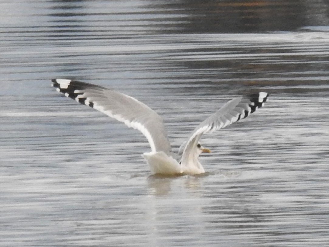 Short-billed Gull - ML281152431