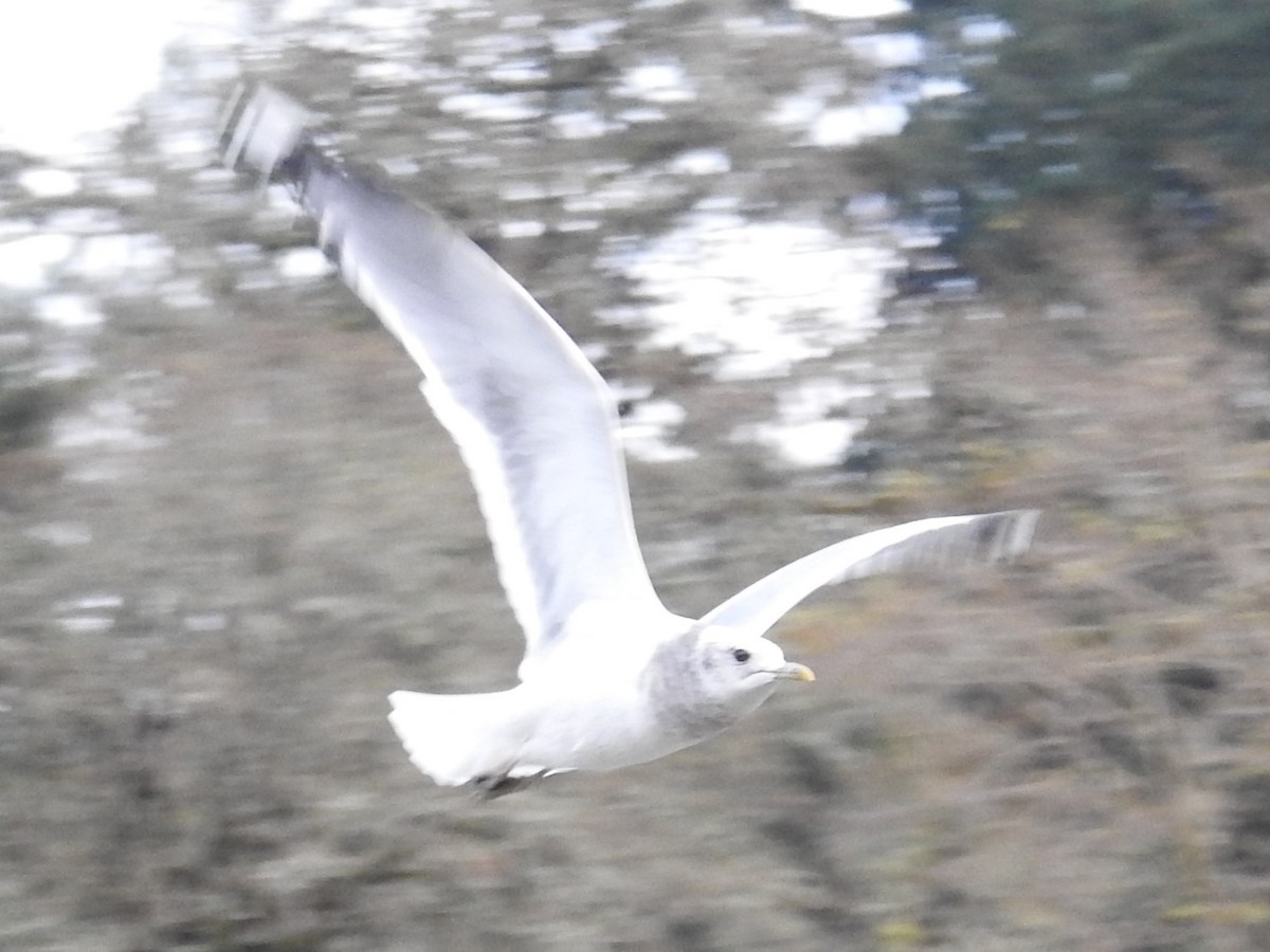 Short-billed Gull - ML281152451