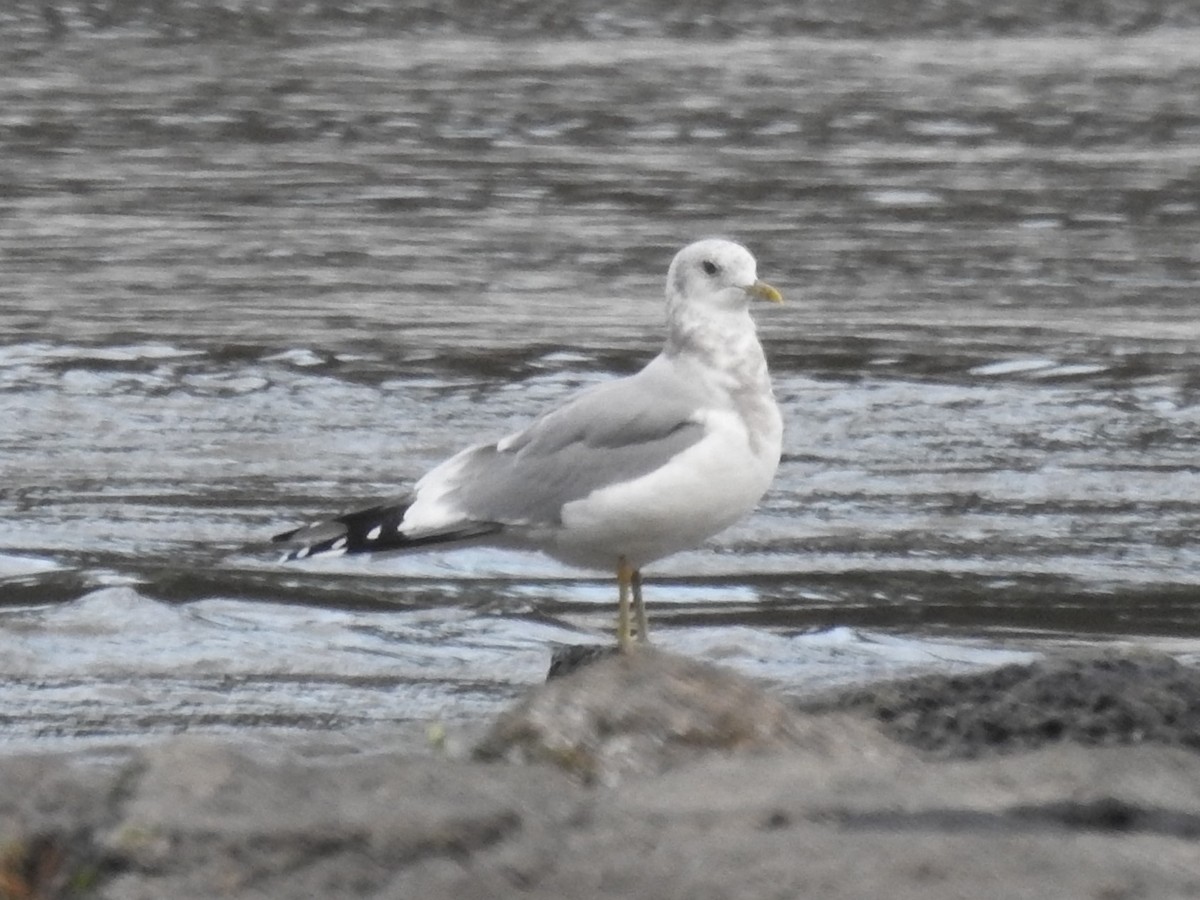 Short-billed Gull - ML281152461