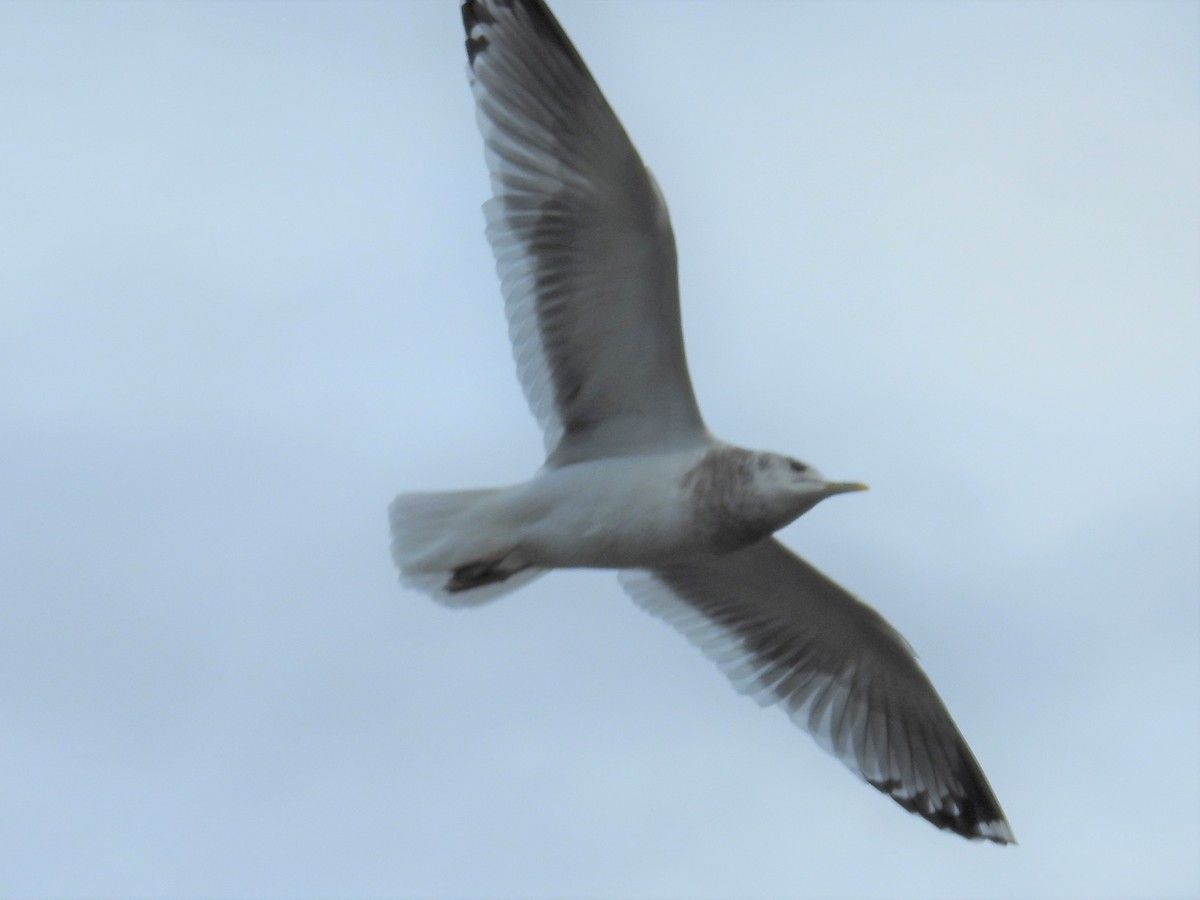 Short-billed Gull - ML281152481