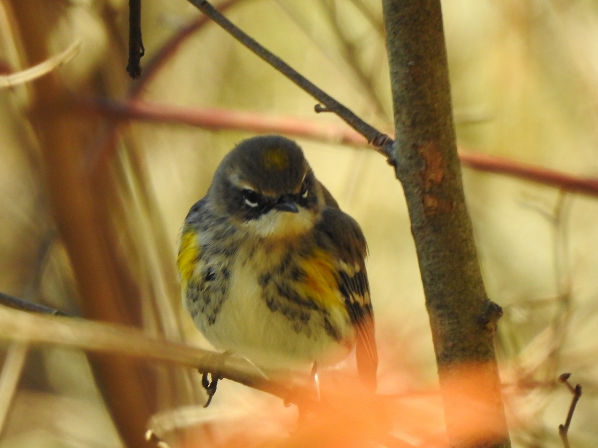 Yellow-rumped Warbler - ML281152561