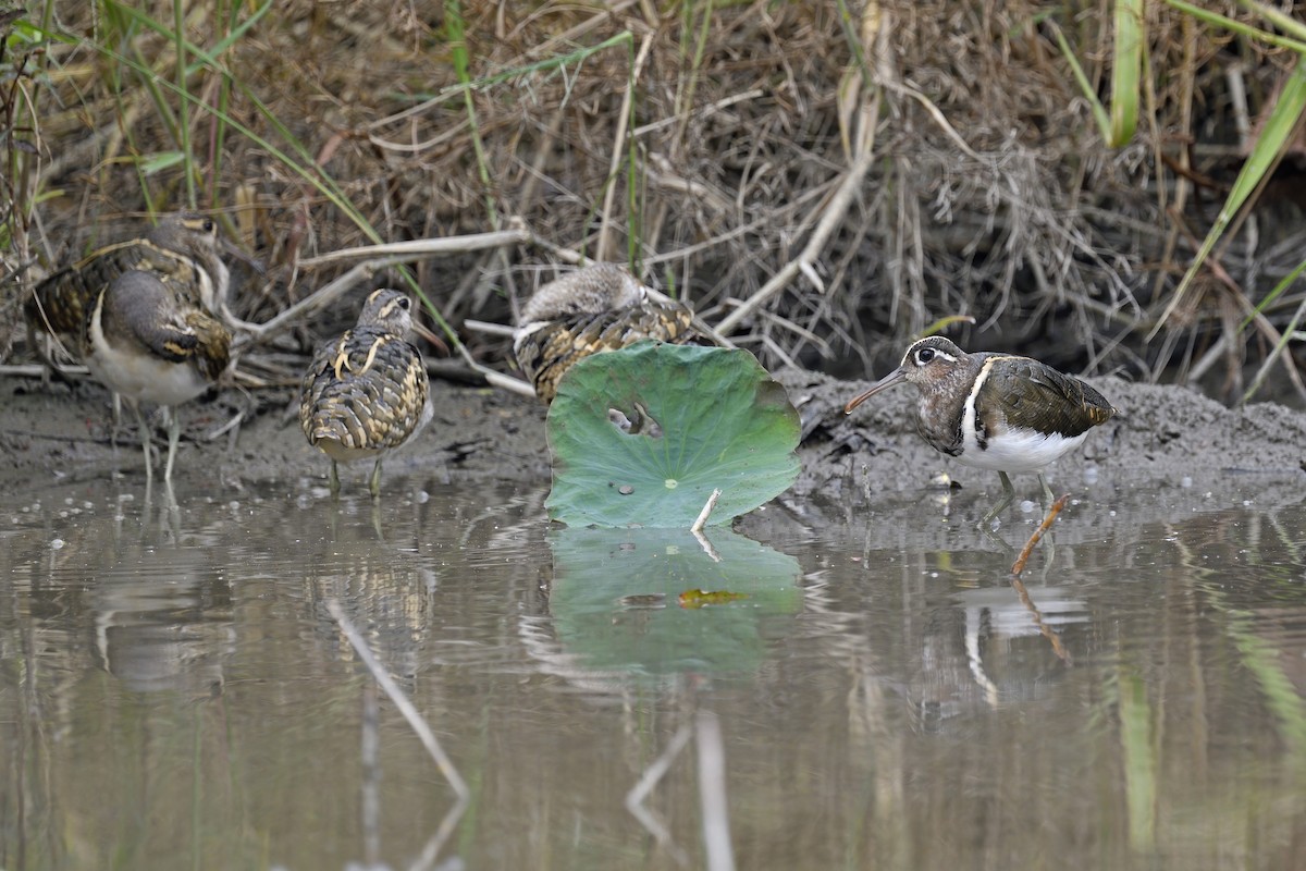 Greater Painted-Snipe - ML281152871