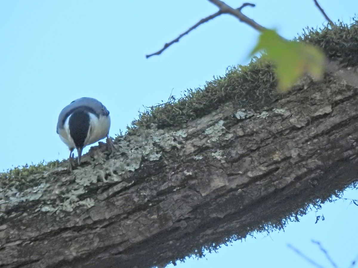 White-breasted Nuthatch - Ryne VanKrevelen