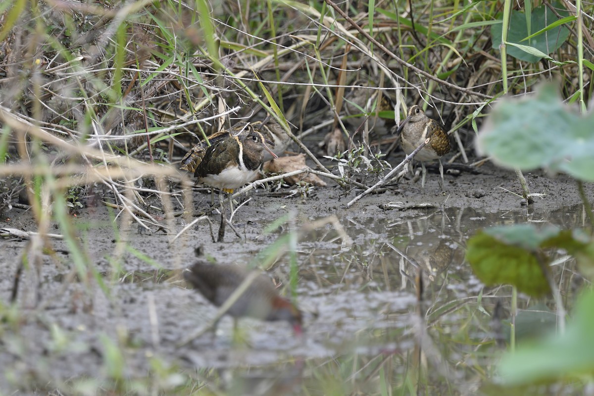 Greater Painted-Snipe - ML281154631