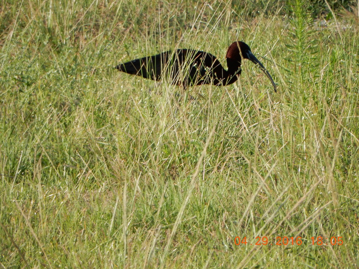ibis hnědý - ML28115651