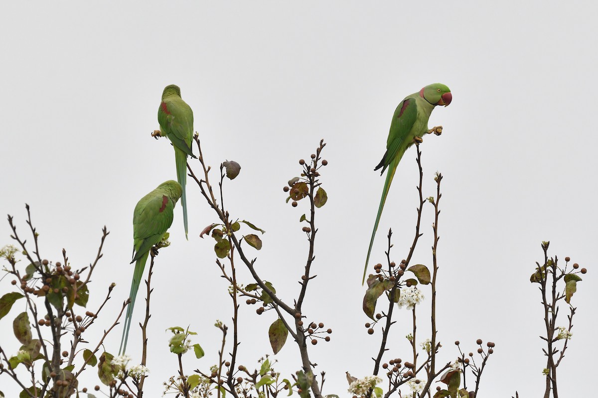 Alexandrine Parakeet - ML281156811