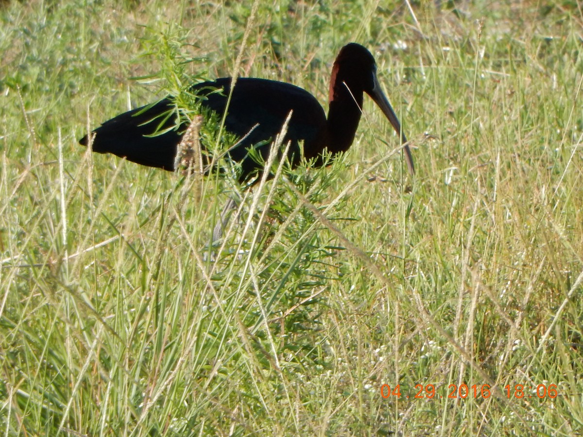 ibis hnědý - ML28115791