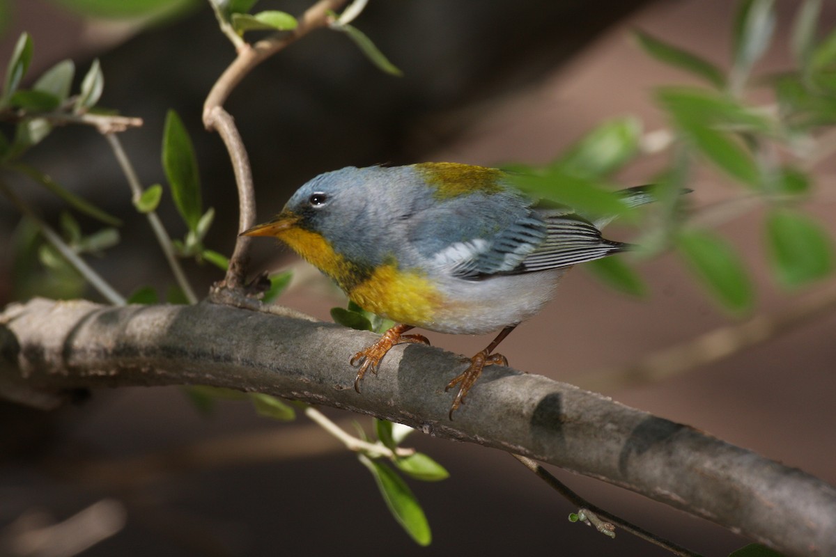 Northern Parula - ML281158521