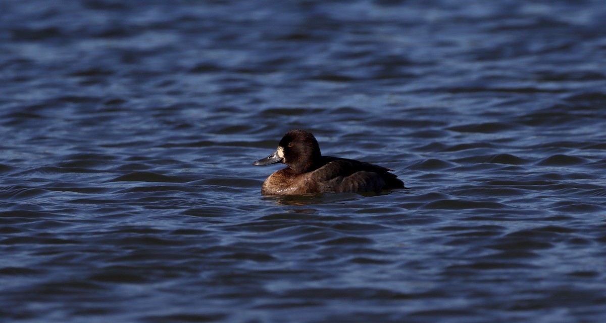 Greater Scaup - Grace Simms  🐦‍⬛