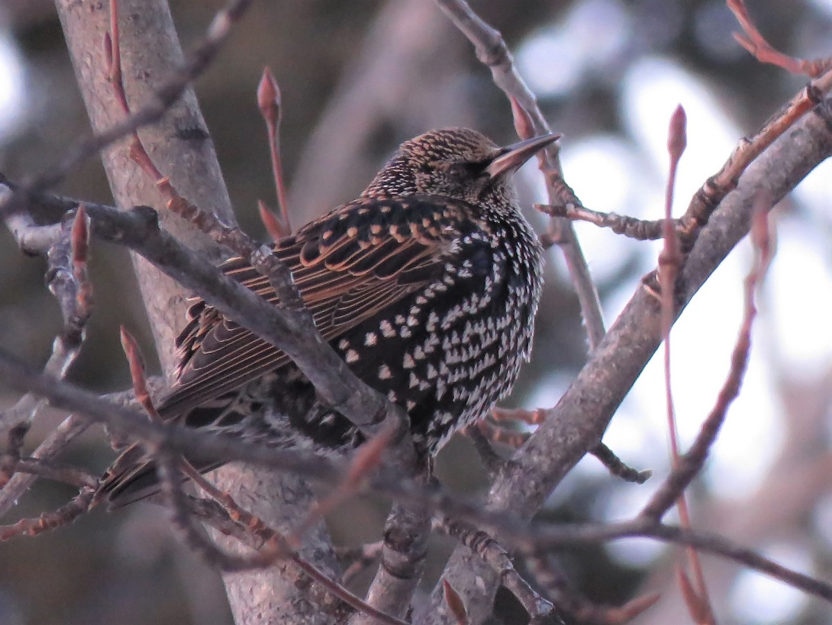 European Starling - ML281162421