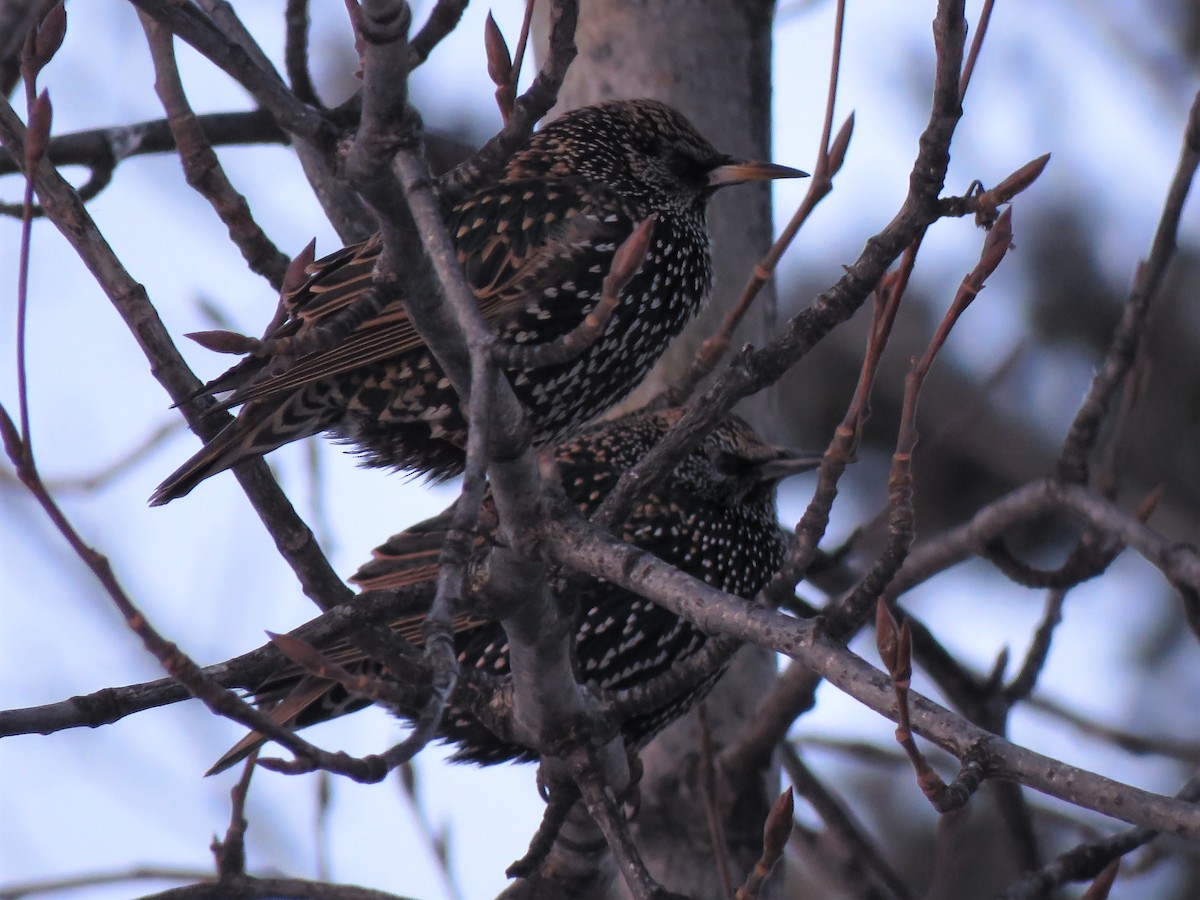 European Starling - ML281162581