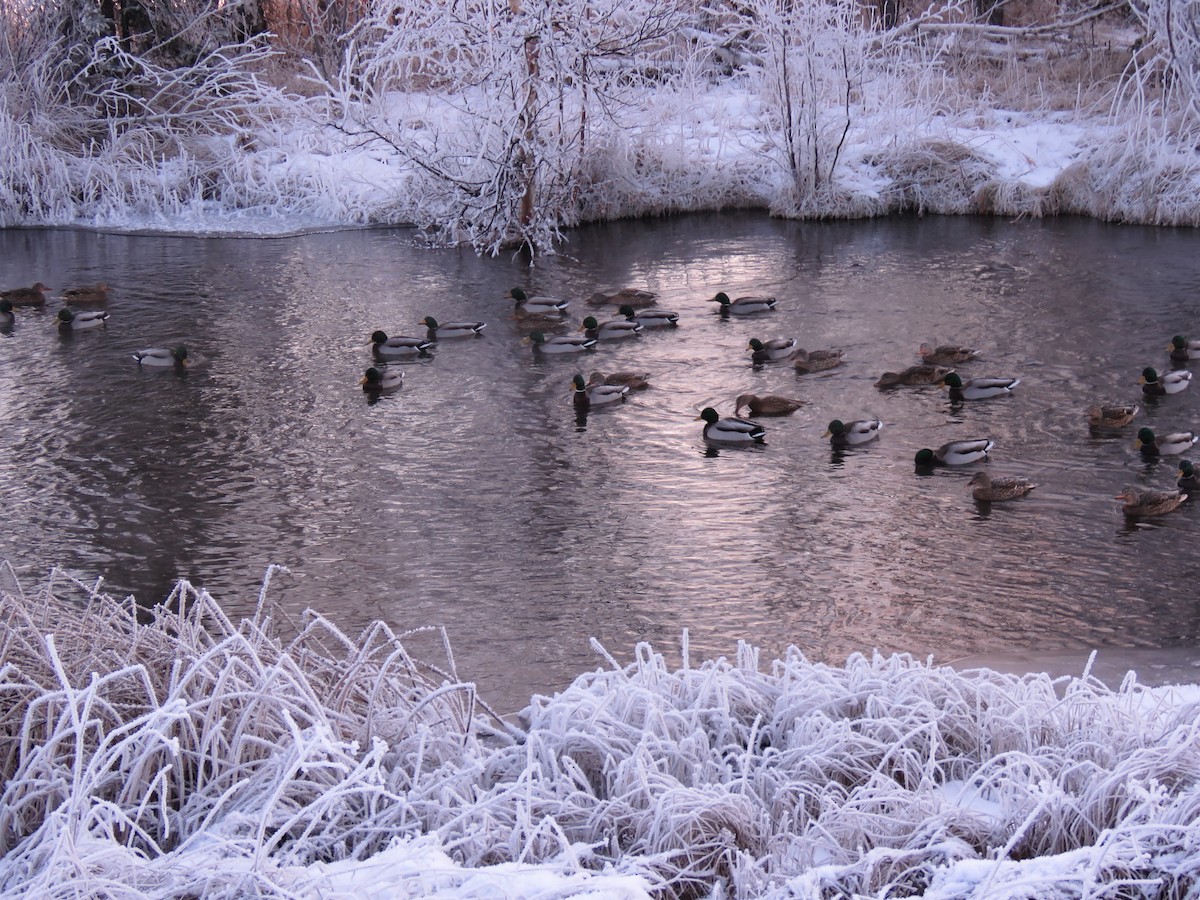 Canard colvert - ML281163551