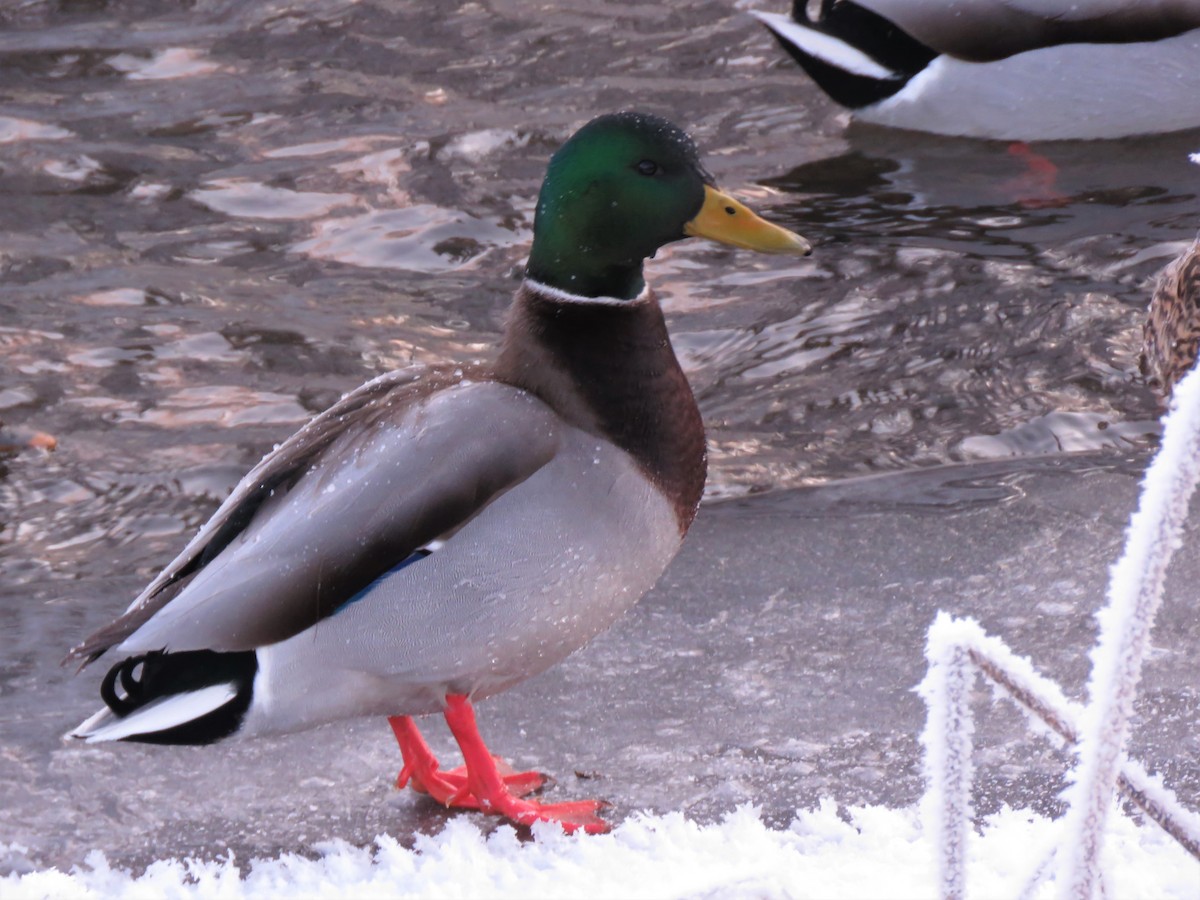 Canard colvert - ML281163621