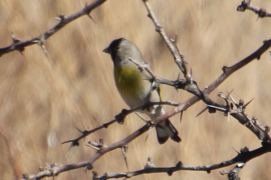 Lawrence's Goldfinch - BettySue Dunn