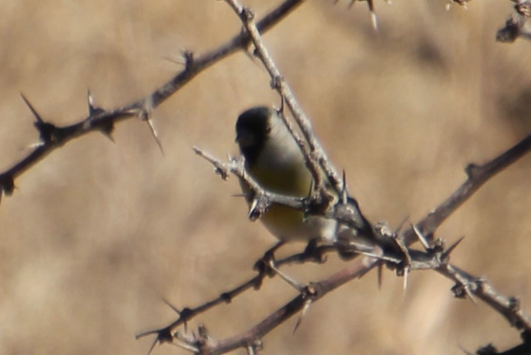 Lawrence's Goldfinch - ML281165251