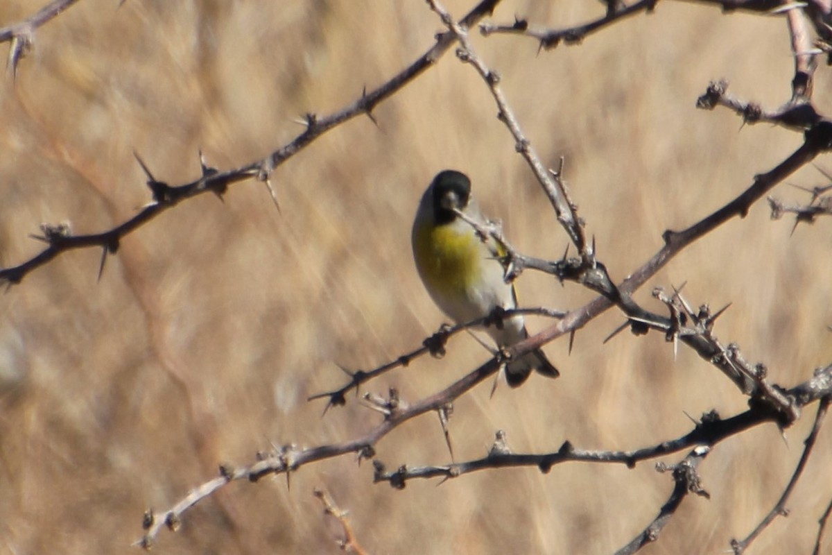 Lawrence's Goldfinch - ML281165311