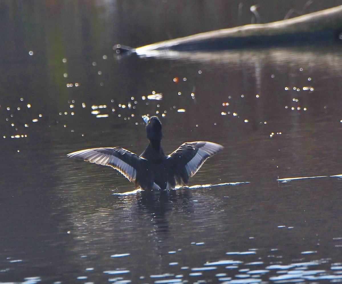 Ring-necked Duck - ML281165861