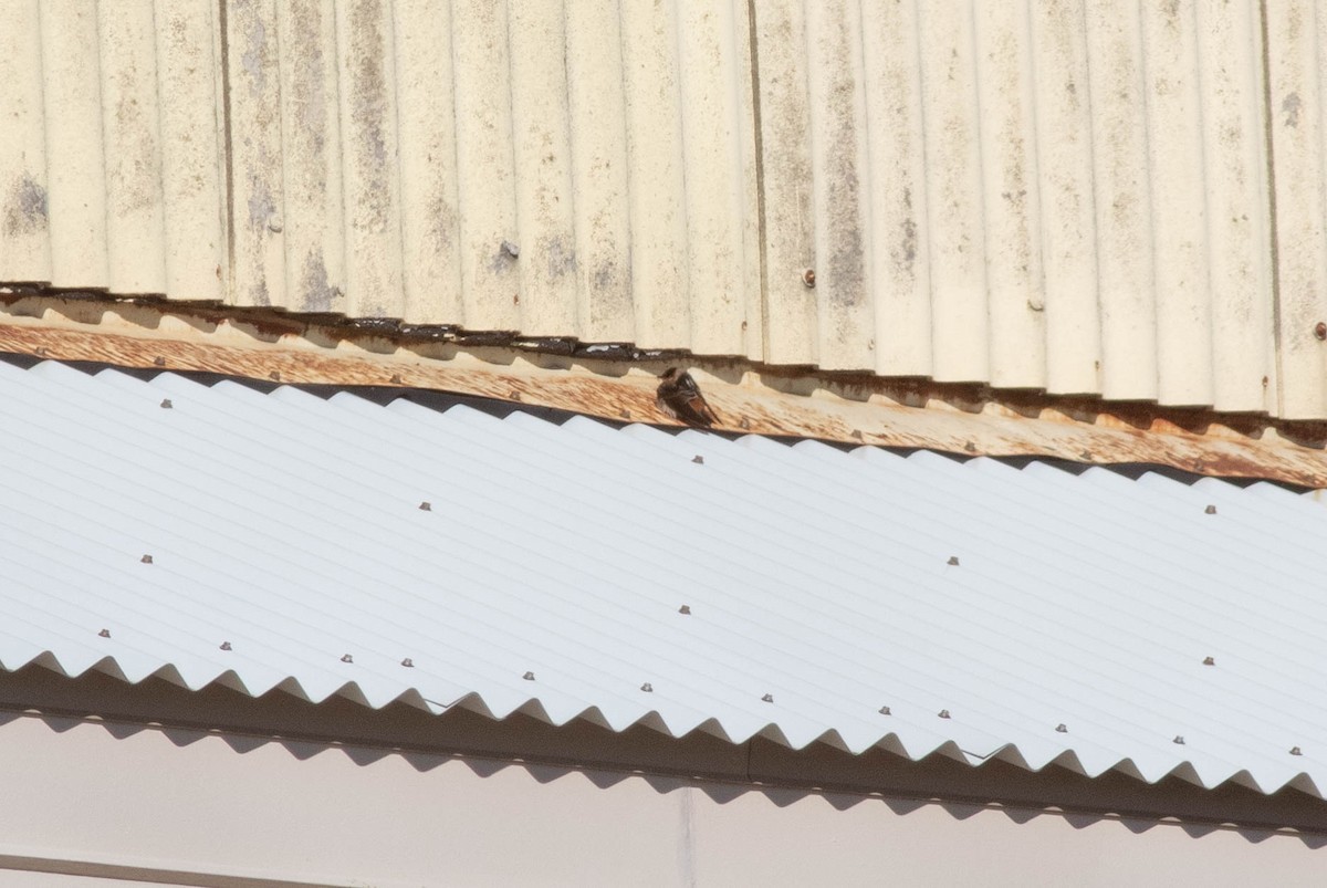 Cave Swallow - ML281168651