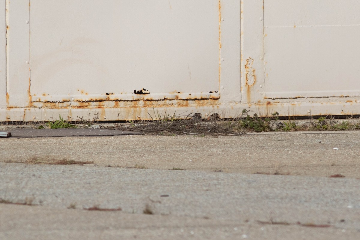 Cave Swallow - ML281168701