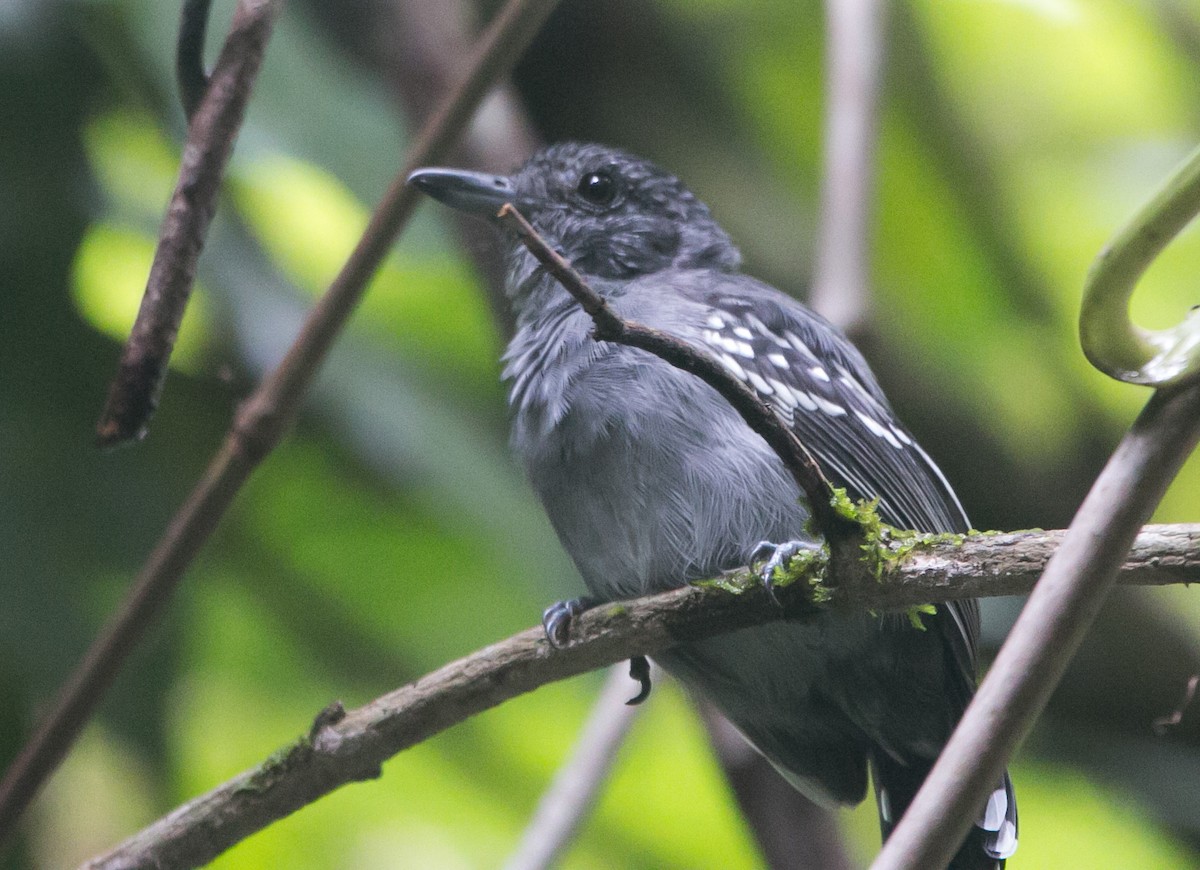 Black-crowned Antshrike - ML281169071