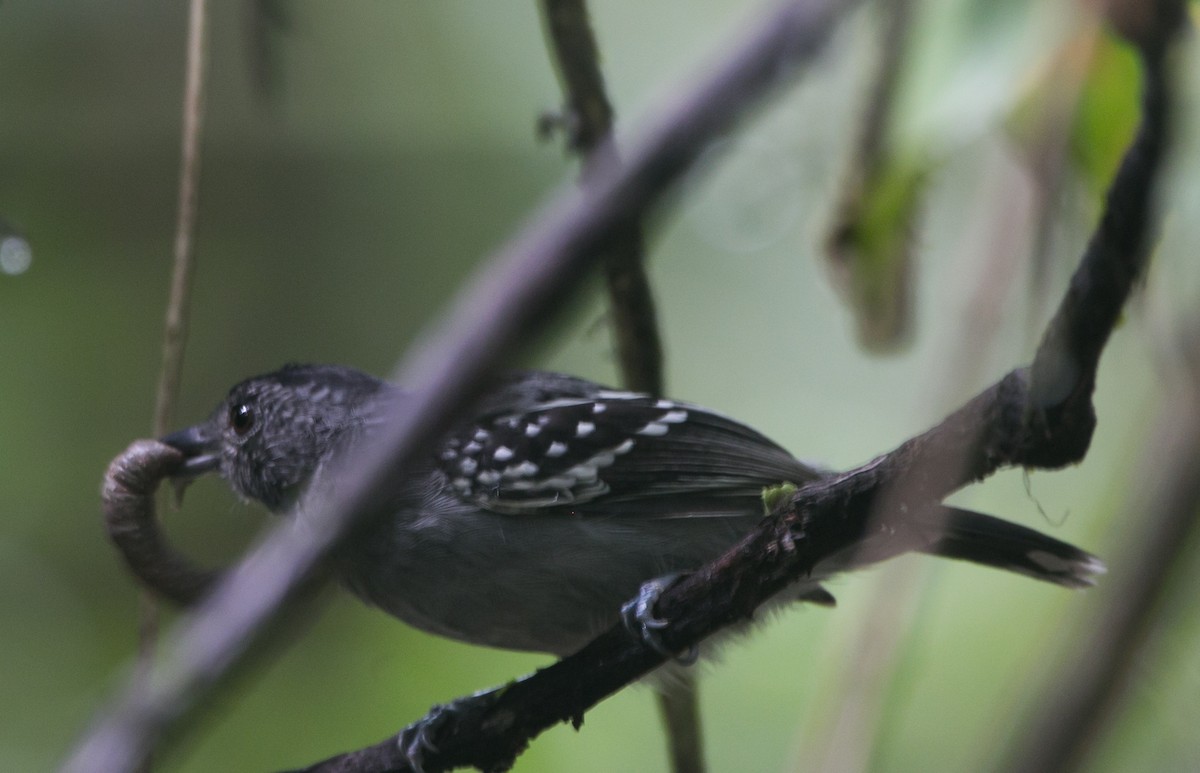 Black-crowned Antshrike - ML281169121