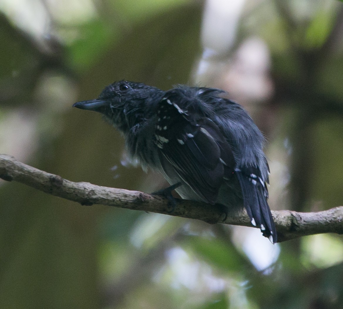 Black-crowned Antshrike - ML281169251