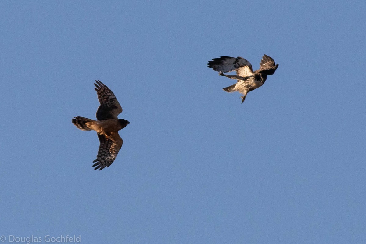 Red-tailed Hawk - ML281169771