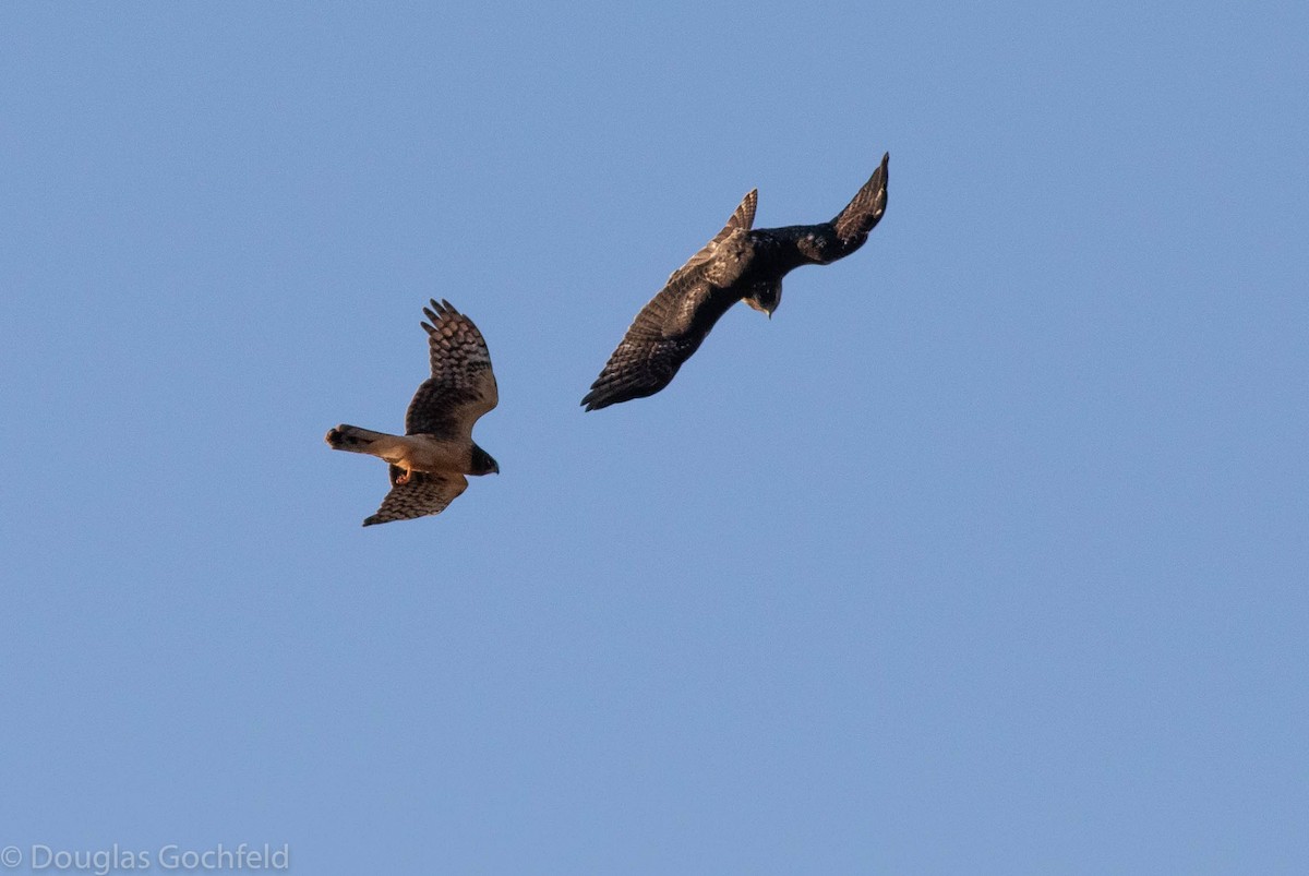 Red-tailed Hawk - ML281169781