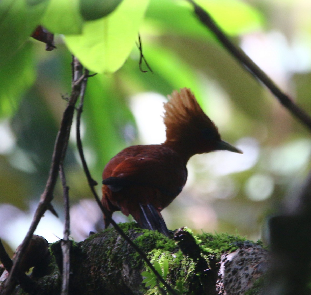Chestnut-colored Woodpecker - ML281171761