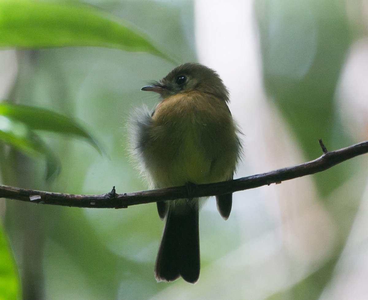 Sulphur-rumped Flycatcher - ML281171861