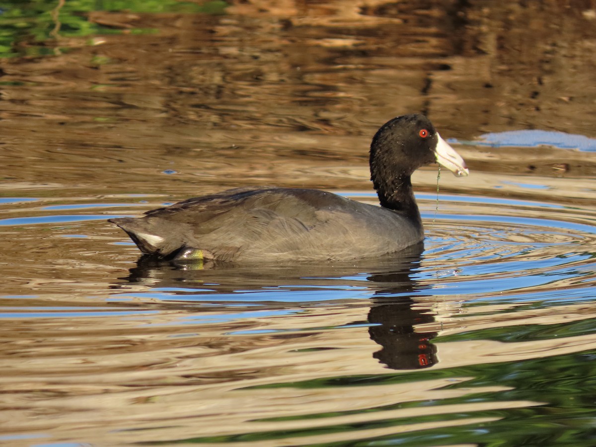 American Coot - ML281177461