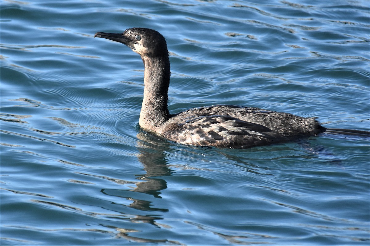 Brandt's Cormorant - ML281178931