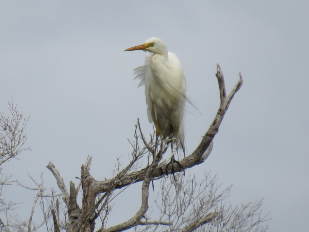 Plumed Egret - Rodney Macready