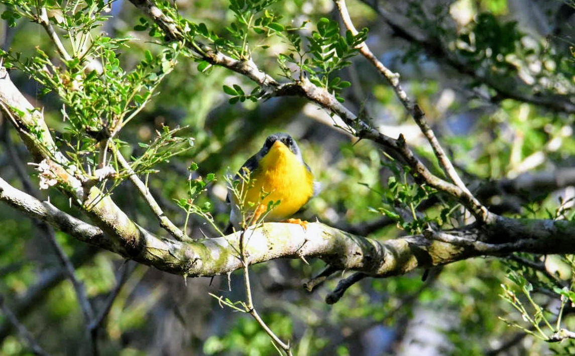 Tropical Parula - ML281179501