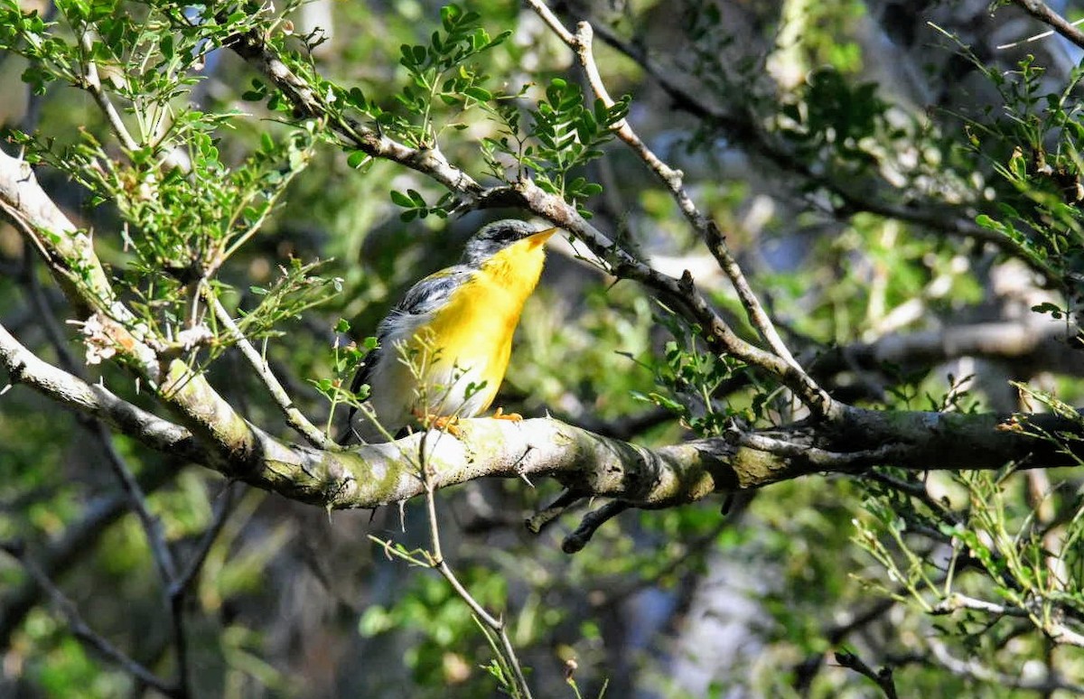 Tropical Parula - ML281179551