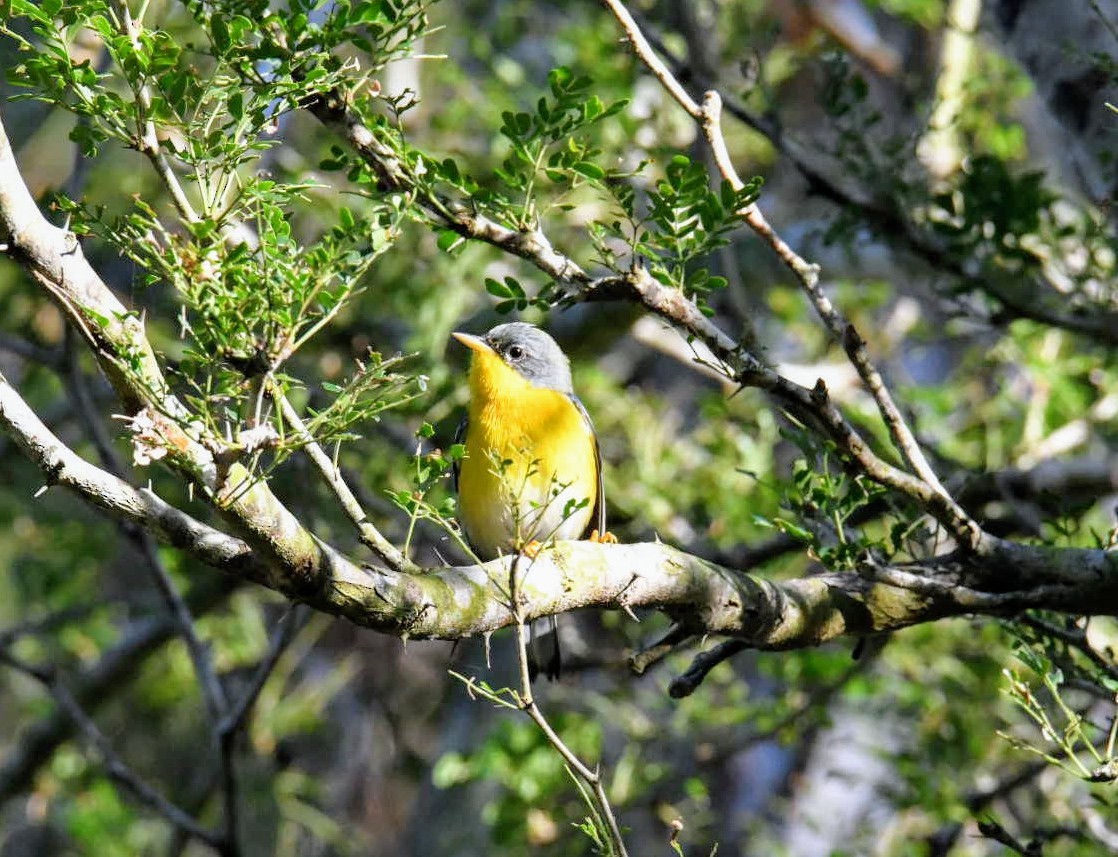 Tropical Parula - ML281179981