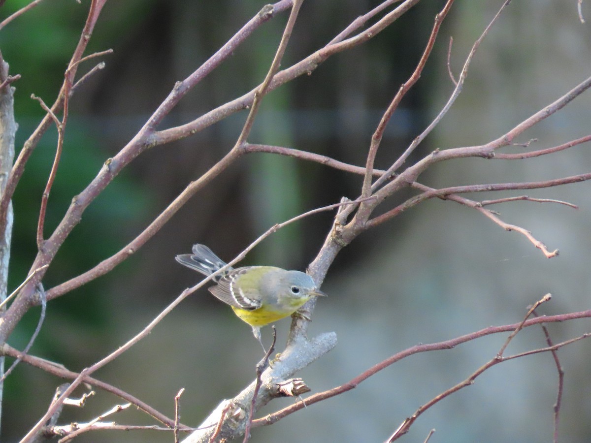 Magnolia Warbler - Anuar Acosta