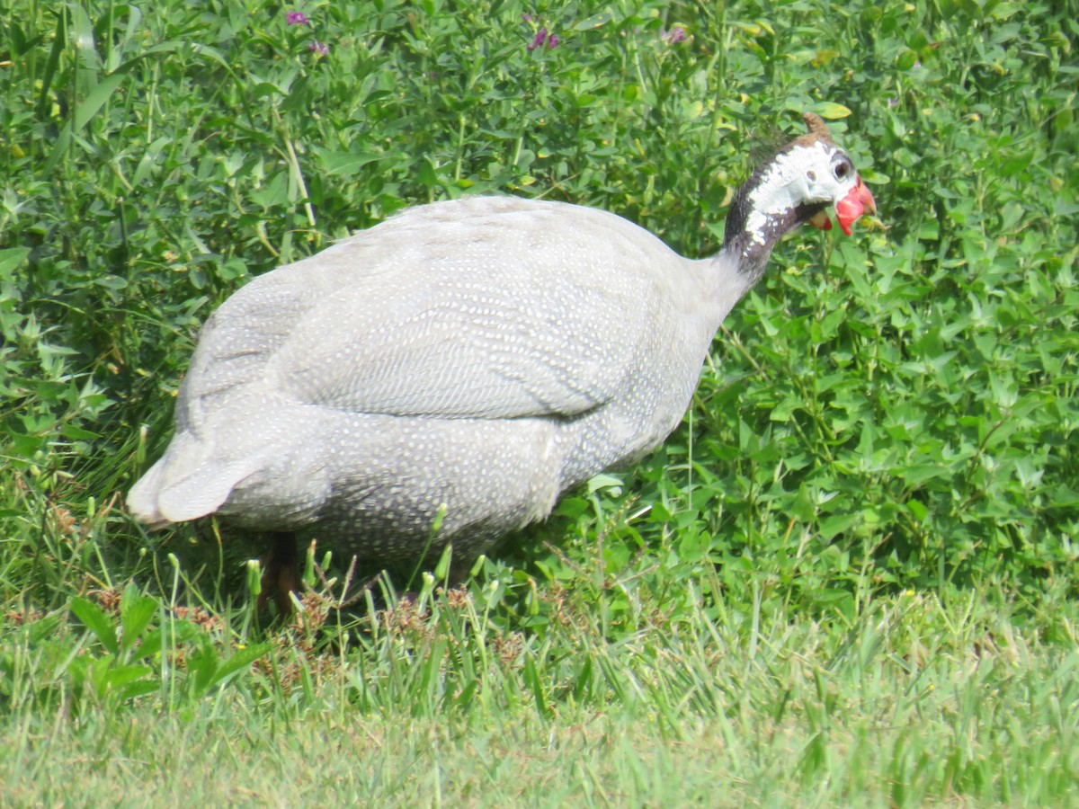 Helmeted Guineafowl (Domestic type) - ML281181451