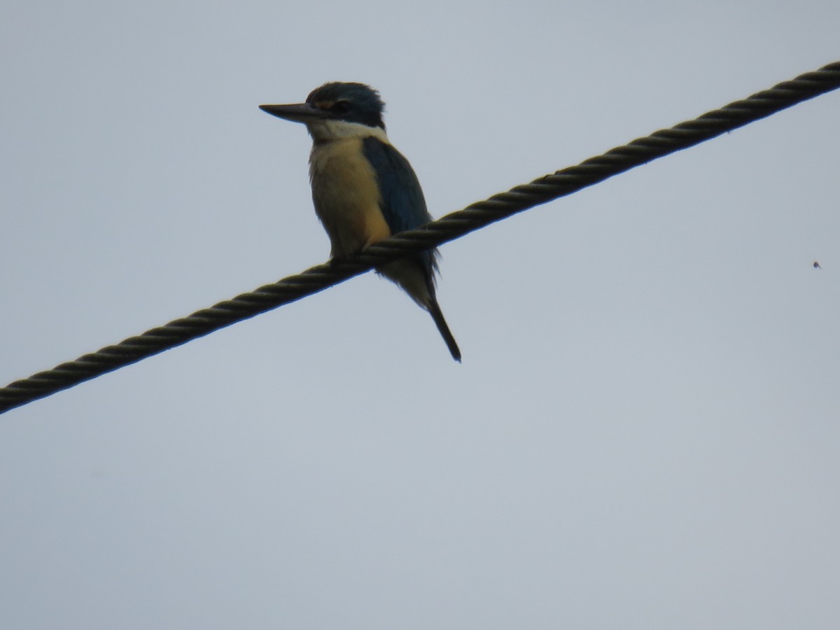 Sacred Kingfisher - Rodney Macready