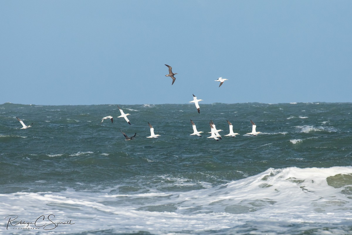 Northern Gannet - robbyn spratt