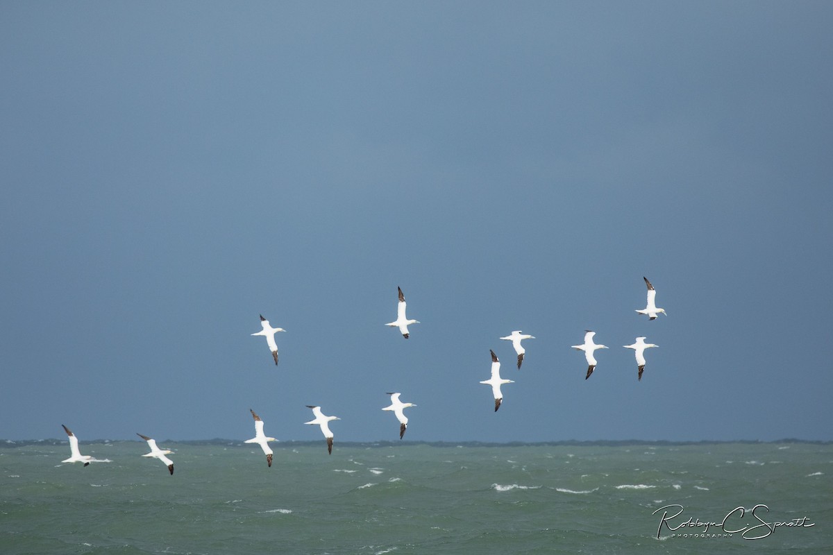 Northern Gannet - ML281181841