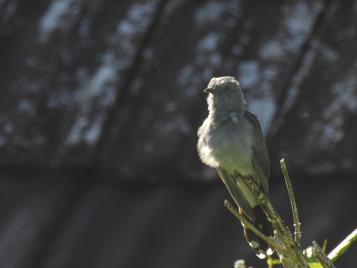 Gray-bellied Cuckoo - ML281182831