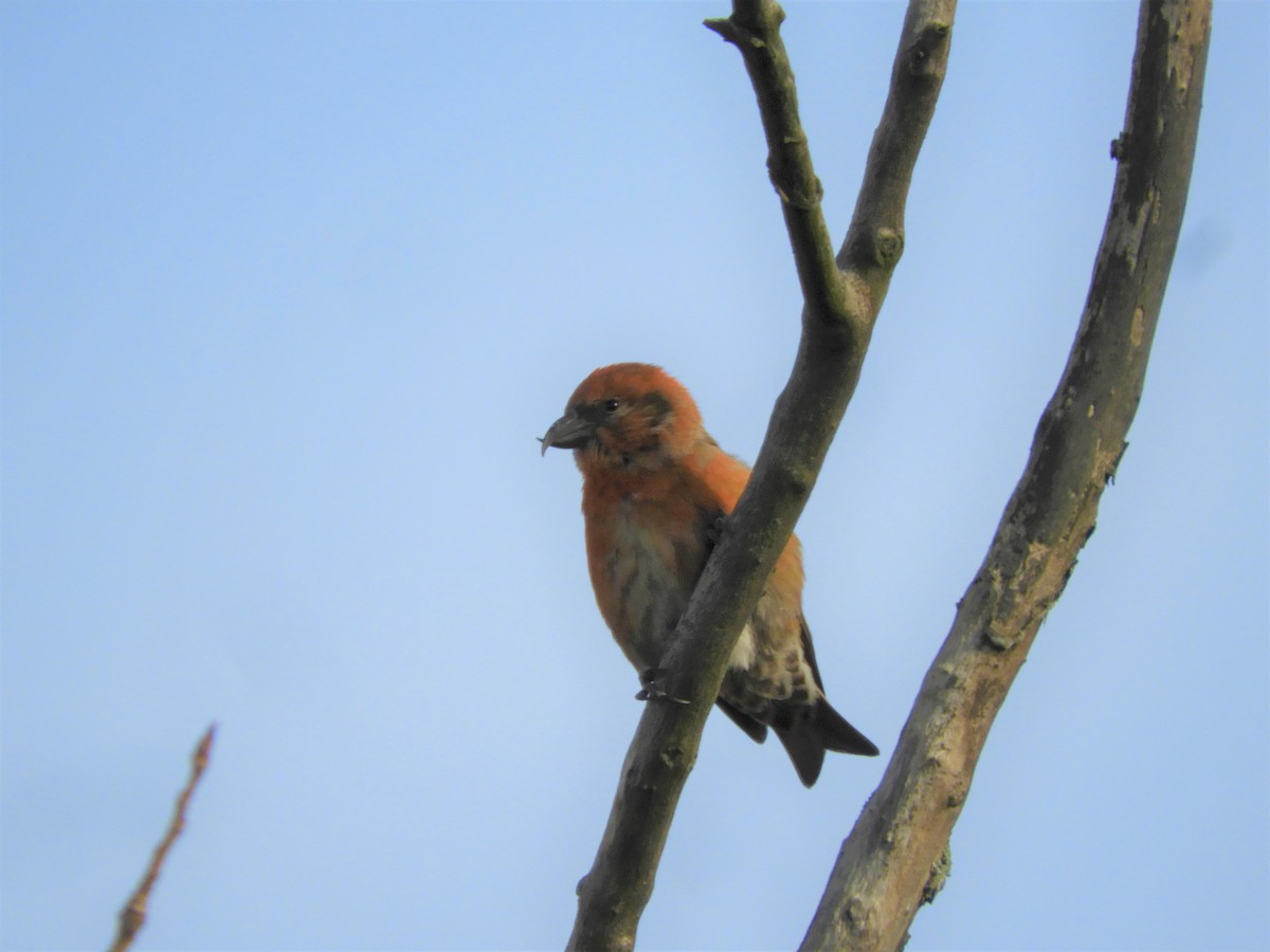 Red Crossbill - ML281185361