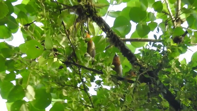 Prong-billed Barbet - ML281187101