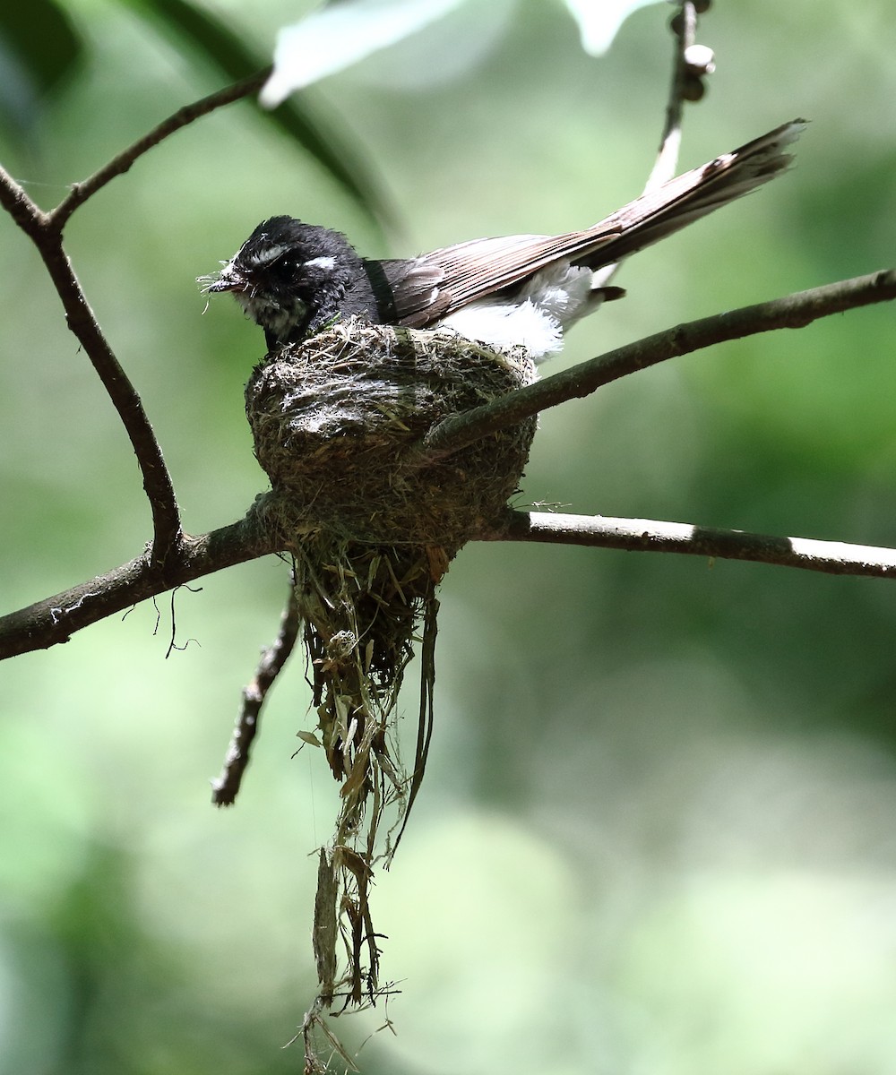 Gray Fantail - Michael Rutkowski